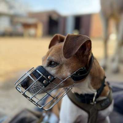 Hundetreffen-Gemeinsame Spaziergänge-Bild