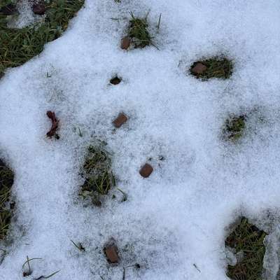 Giftköder-Mögliche Giftköder gefunden!-Bild