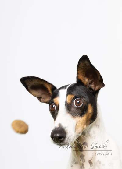 Ratonero Bodeguero Andaluz-Beitrag-Bild