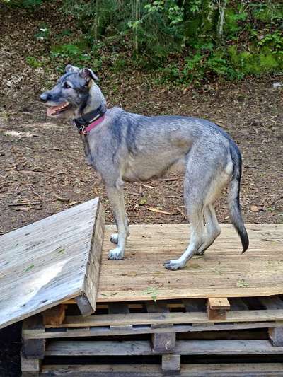 Windhunde - Treffen der besonderen Schönheiten
HERZLICH WILLKOMMEN-Beitrag-Bild