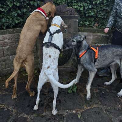 Hundetreffen-Rudelgassi Nähe Gomadingen für Groß und Klein - kommt reichlich!-Bild