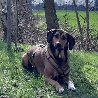 Hundetreffen-Gemeinsamer Spaziergang-Bild