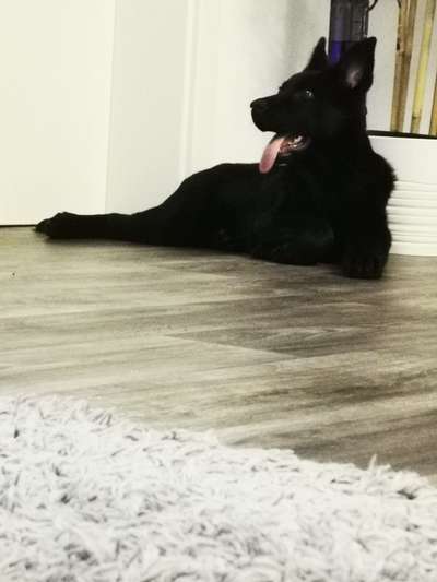 Deutsche Schäferhunde, Belgische Schäferhunde.-Beitrag-Bild