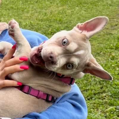 Hundetreffen-Welpe zum spielen & spazieren in unserer Nähe?