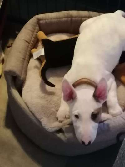 Miniatur Bull Terrier-Beitrag-Bild