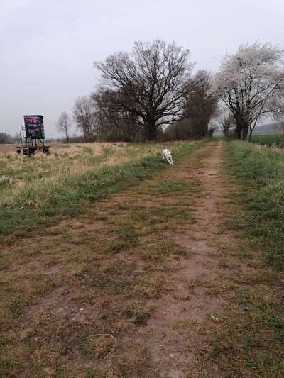 Hundetreffen-Spielen, lernen Spaß-Bild