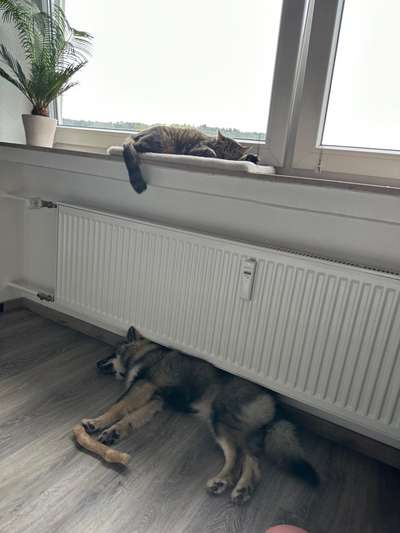 Darf der Hund bei Euch im Bett schlafen?-Beitrag-Bild