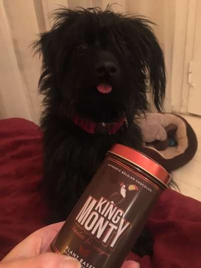 Fotochallenge Nr. 59 - Mein Hund zeigt die Zunge-Beitrag-Bild