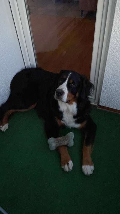 Berner Sennen-Beitrag-Bild