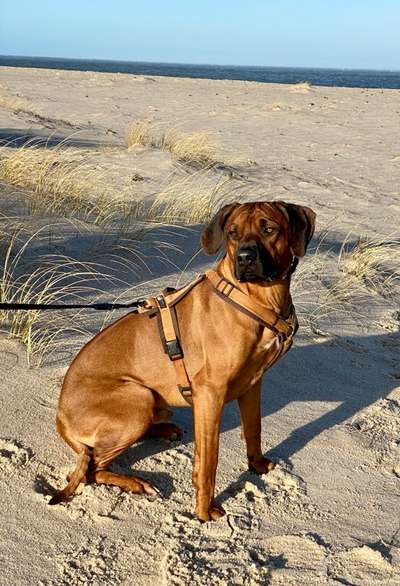 Rhodesian Ridgeback-Beitrag-Bild