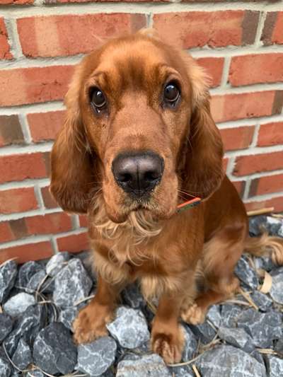 Die Dogorama Kalender Challenge Titelbild-Beitrag-Bild