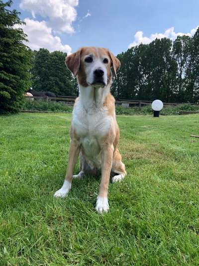 Postet das beste Foto von euren 4 beinern-Beitrag-Bild