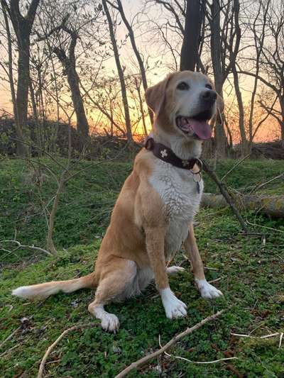 Mischlingshunde Foto Aufruf-Beitrag-Bild