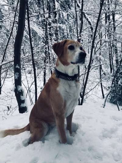 Dogorama Photo Challenge - Es wird nochmal kalt!-Beitrag-Bild