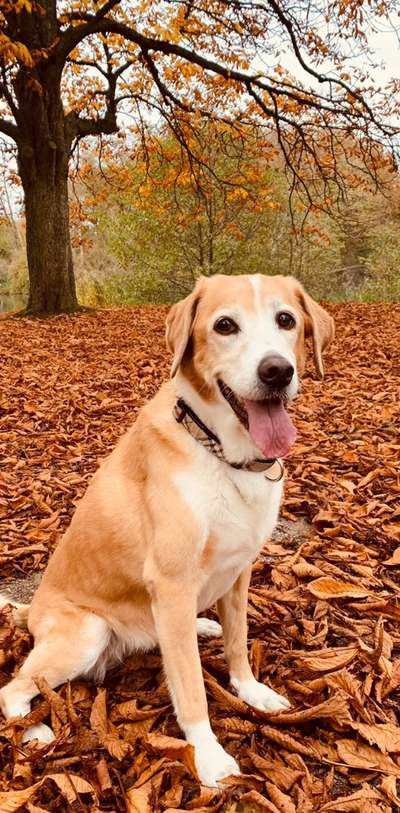 Dogorama Photo Challenge - Einmal lächeln bitte-Beitrag-Bild