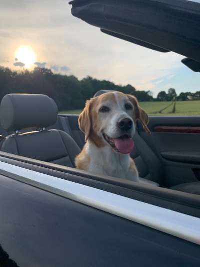 FOTOCHALLENGE 70 - Dein Hund im Auto-Beitrag-Bild