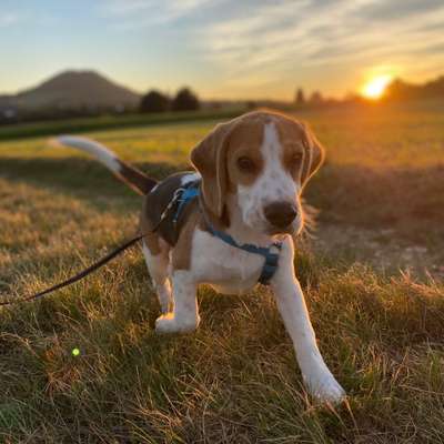 Hundetreffen-Spielen und Toben