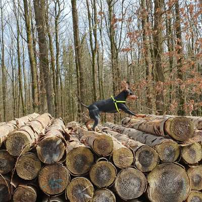 Hundetreffen-Suche Hundefreunde in Hohenhausen-Bild