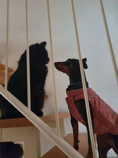 Hund und Katz Momente-Beitrag-Bild