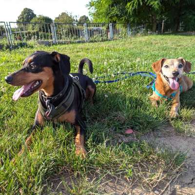 Hundetreffen-Suche Spielkameraden für meinen Jungspund-Bild