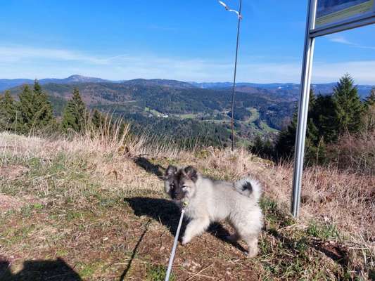 Hundetreffen-Junge Hunde kennenlernen-Bild