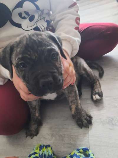 Welpen Bilder !-Beitrag-Bild