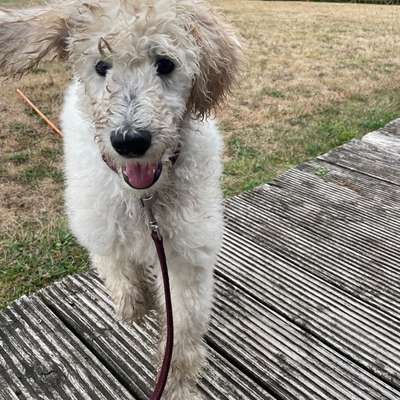 Hundetreffen-Welpen/Junghunde Kontakt-Bild