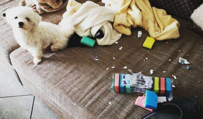 Zeig mir, dass du mit einem hund zusammenlebst....-Beitrag-Bild