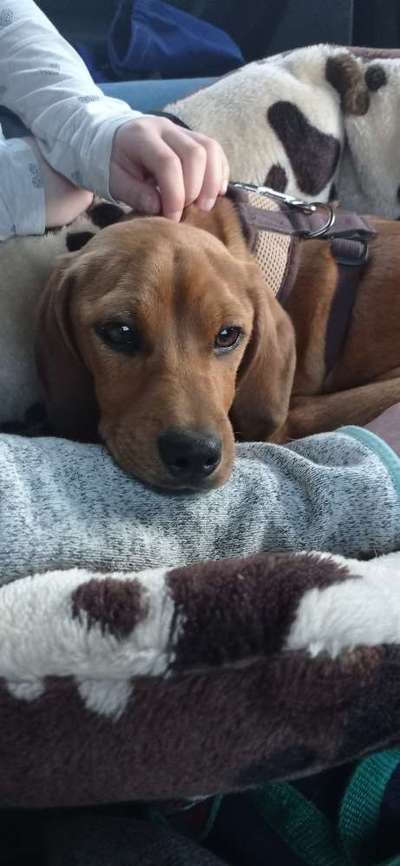 Das erste Bild eures Hundes-Beitrag-Bild