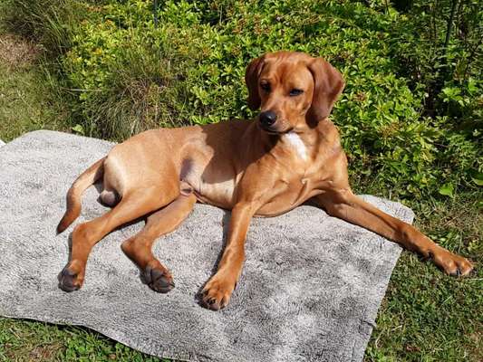 Auslandstierschutz-Beitrag-Bild