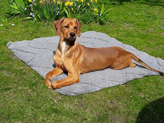 Auslandstierschutz-Beitrag-Bild