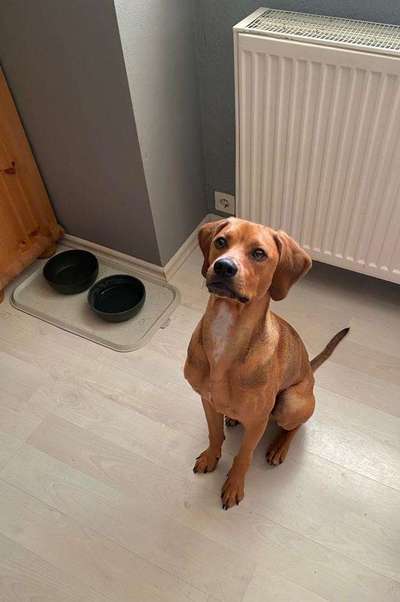 Sind hier Deutsch Kurzhaar/ Jagdhunde?-Beitrag-Bild