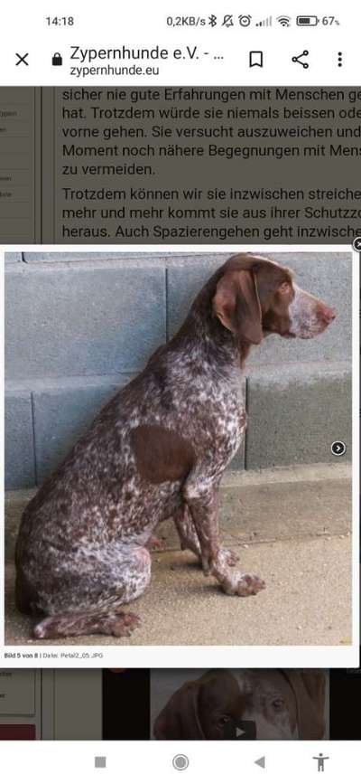 Sind hier Deutsch Kurzhaar/ Jagdhunde?-Beitrag-Bild