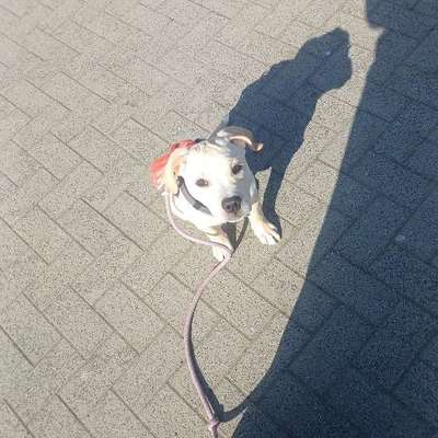 Hundetreffen-Spielparnter/in-Bild