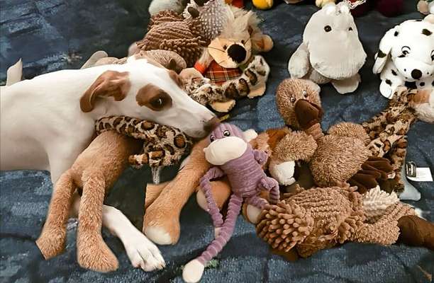 65. Handy Foto Challange                     "Ich kann nicht ohne..."-Beitrag-Bild