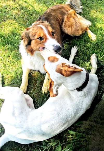 Fotowettbewerb : Hundekommunikation-Beitrag-Bild