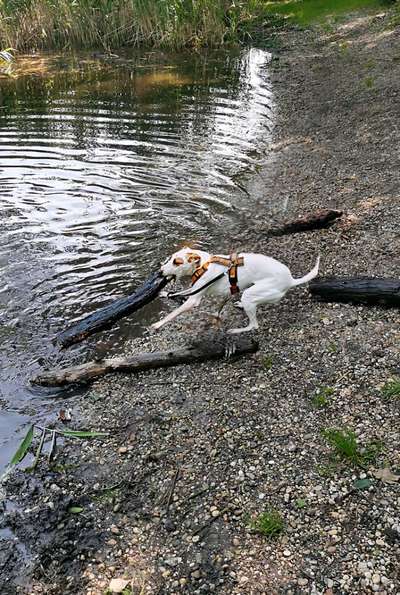 Dogorama Photo Challenge - Mein Holz und ich-Beitrag-Bild