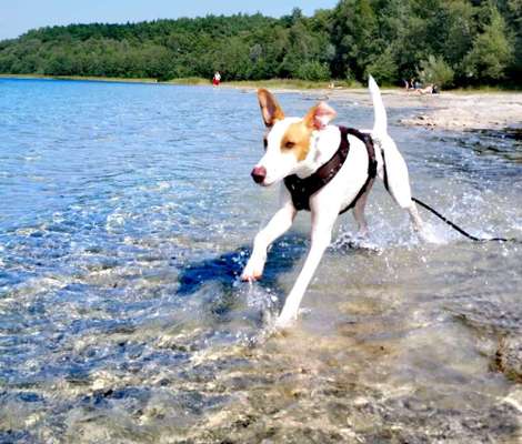 Dogorama Photo Challenge - Wasserspiele-Beitrag-Bild