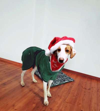 Dogorama Photo Challenge - Festliches Accessoires-Beitrag-Bild