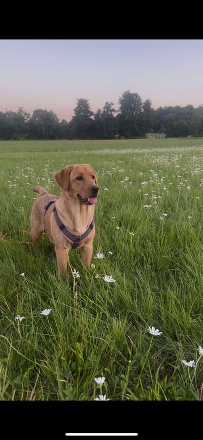 Hundetreffen-Bruchmühlbach-Miesau-Bild