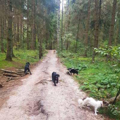 Hundetreffen-Hunderunde - ob lang oder kurz / geplant oder spontan!-Bild