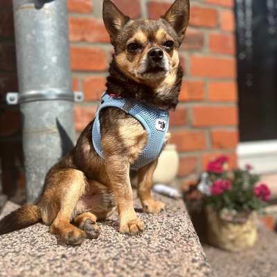 Hundetreffen-Kleine Hunderunde Dammaschwiesen-Bild