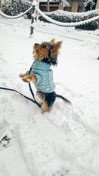 Welpen Bilder !-Beitrag-Bild