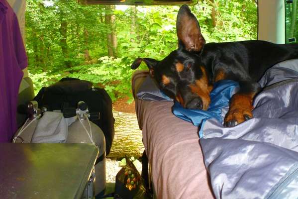 Foto Challenge Thema "Hunde im Auto"-Beitrag-Bild