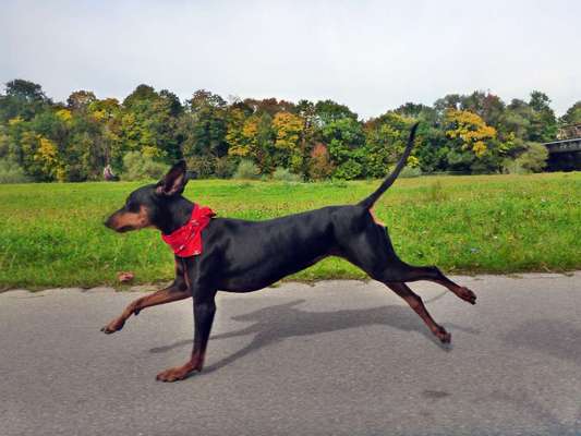 Schick machen zum Gassi gehen?-Beitrag-Bild