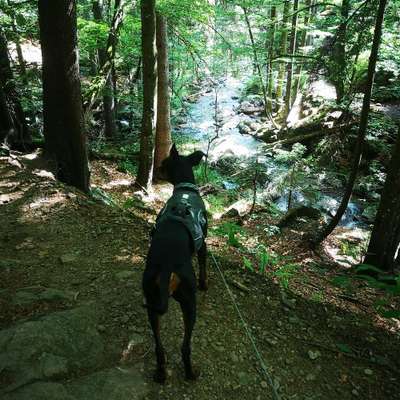 Hundetreffen-Rieslochfälle und Rieslochschlucht-Bild