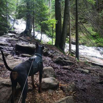 Titelbild Gruppe gemeinsam Wandern mit Hund - Bayerischer Wald & Böhmer Wald