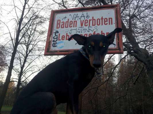 Fotowettbewerb ,,mein gruseliger Hund"-Beitrag-Bild