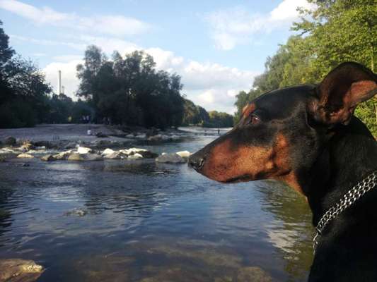 Hunde Porträt (Portrait) Galerie....-Beitrag-Bild