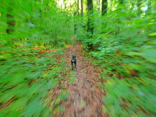 Foto -Challenge  Thema : Dein Hund Im Wald-Beitrag-Bild